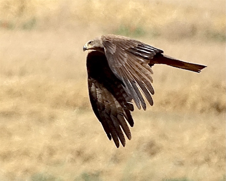 black kite